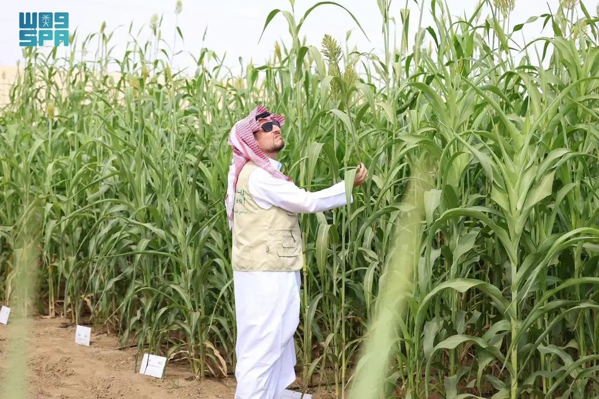 ريف السعودية يُعلن وصول دعم قطاع العسل إلى 140 مليون ريال