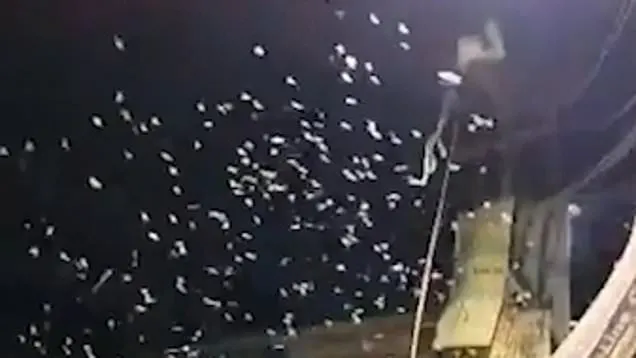 شاهد السماء تمطر ديدانًا للمرة الثانية في 2023!