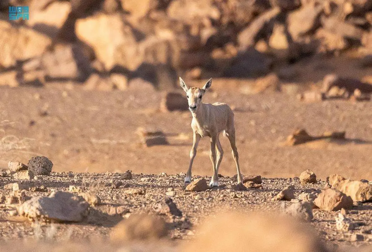 بالأسماء.. كائنات فطرية يحظر صيدها ابتداء من نهاية الشهر