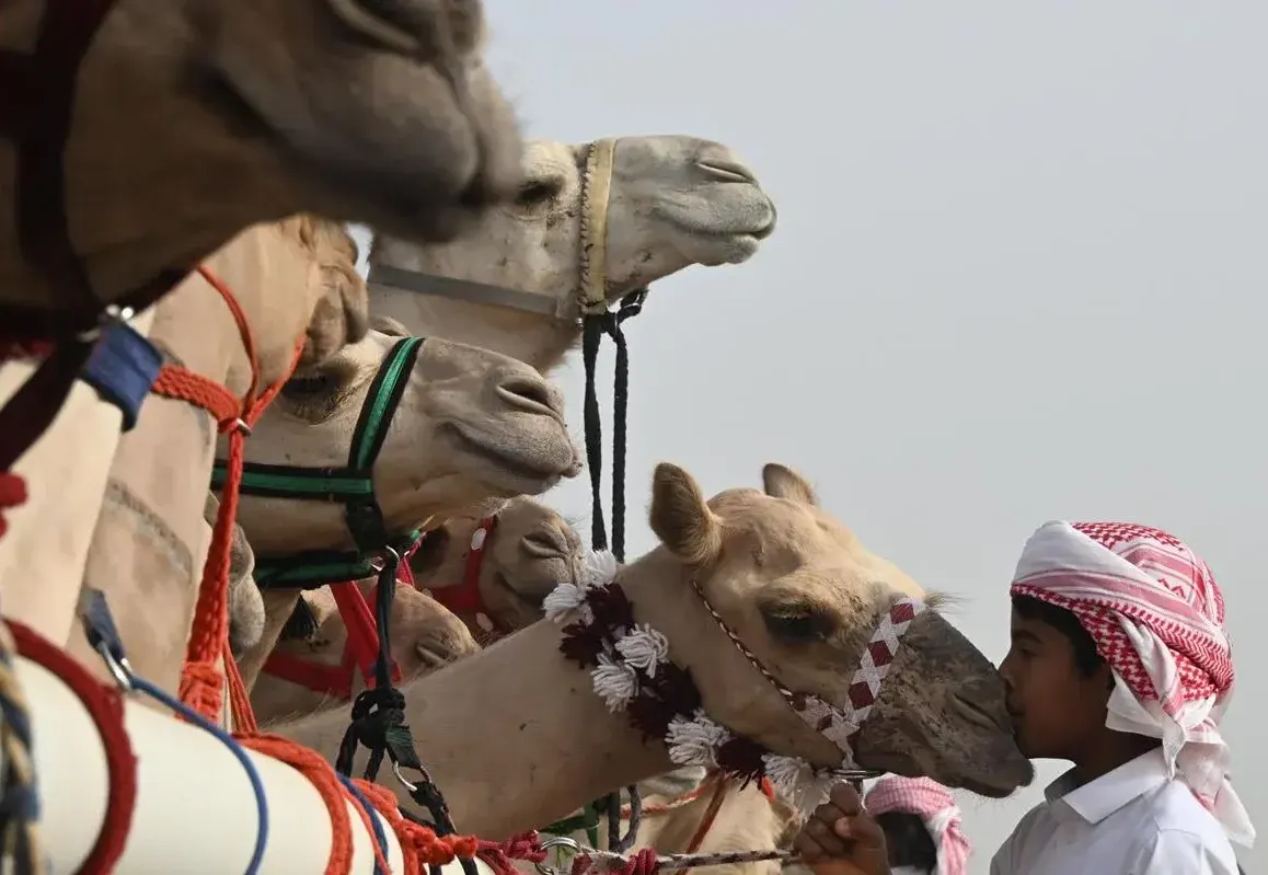 اليوم العالمي للإبل.. أدوات رسمت علاقة السعوديين بـ"سفينة الصحراء"
