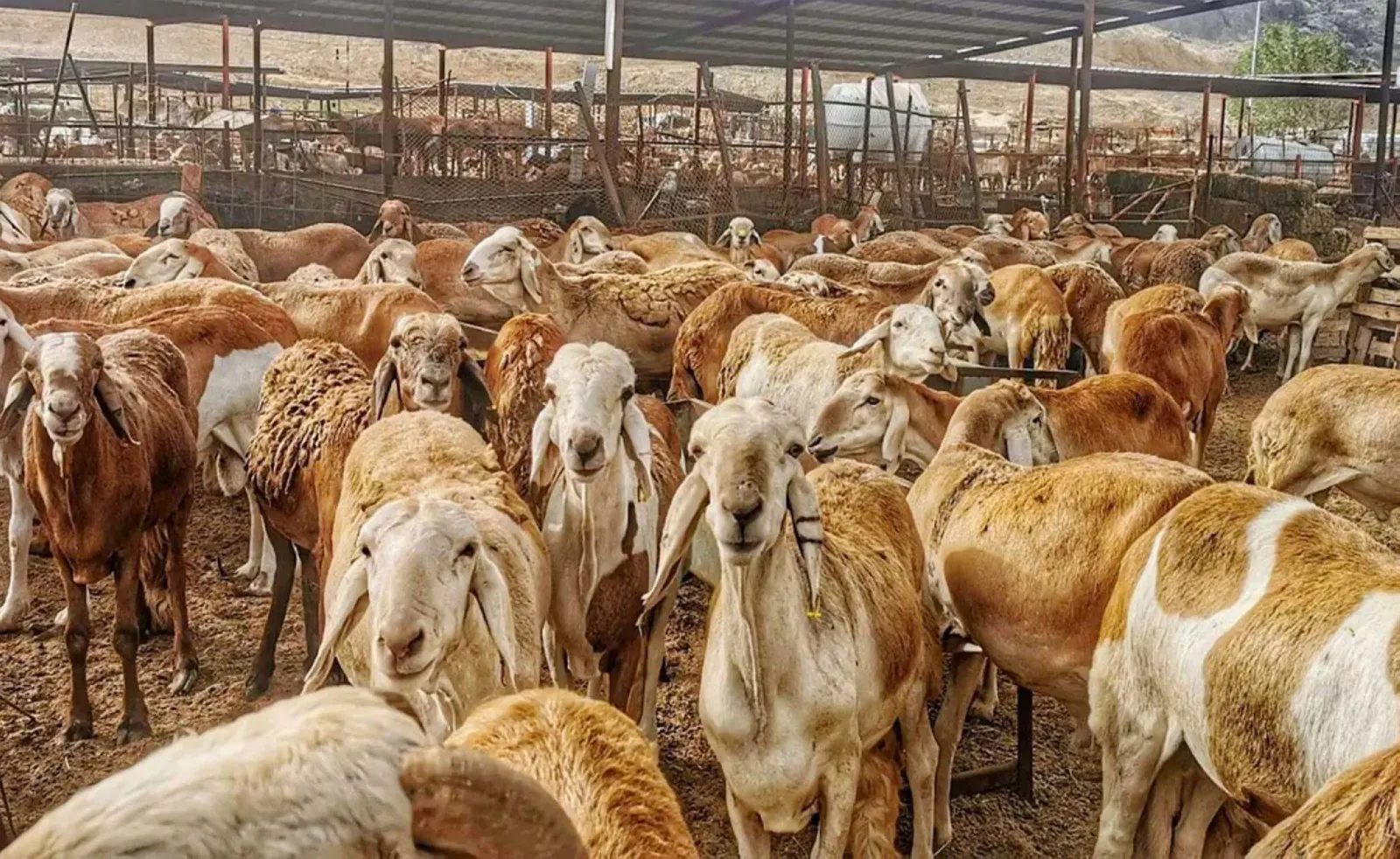 الثروة الحيوانية في المملكة خلال 2023.. أبرز الأرقام