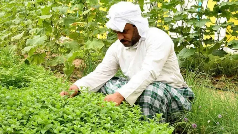 «المهن غير الرسمية».. كيف تتحول الأنشطة الخفية إلى فرص عمل حقيقية؟