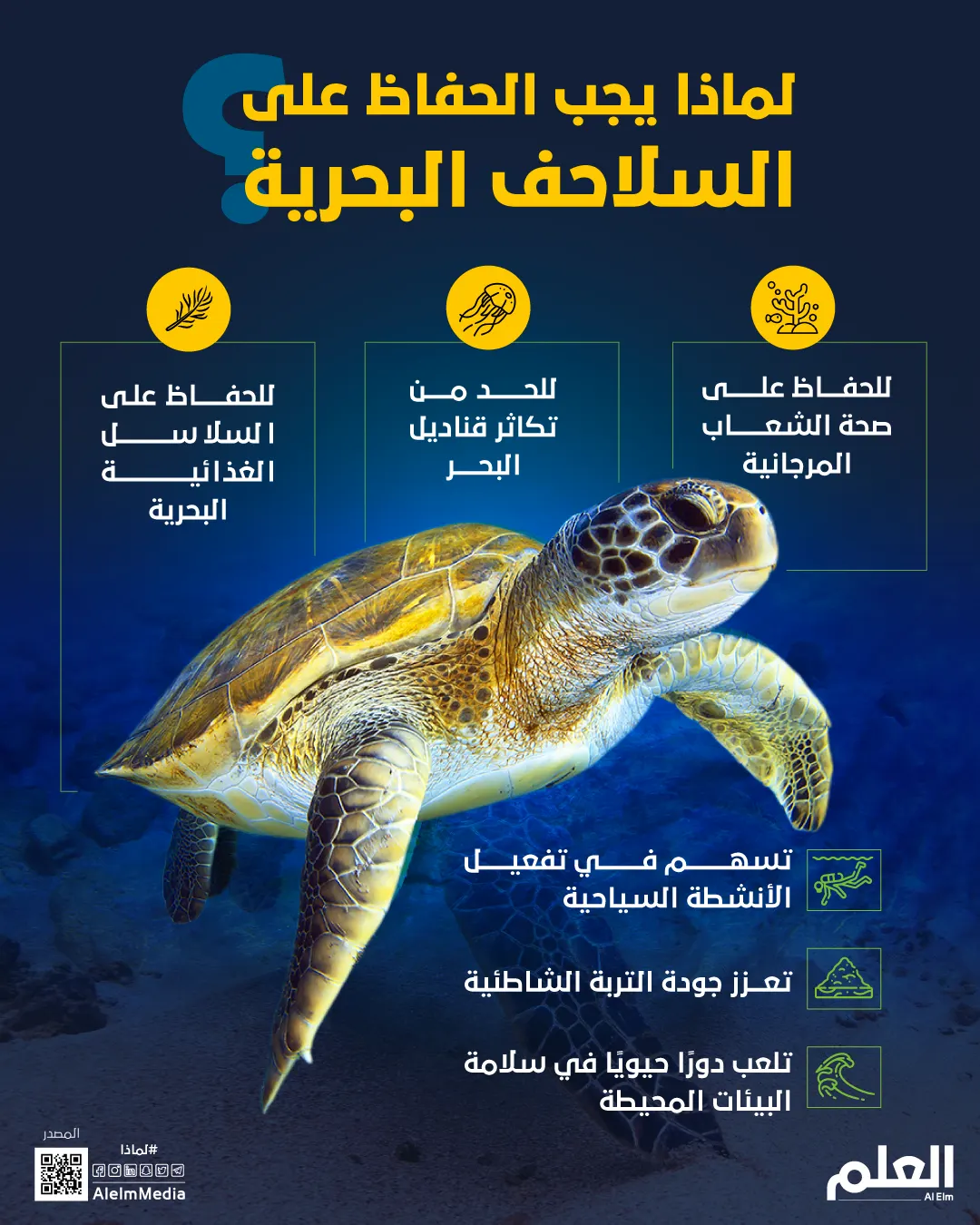 لماذا يجب الحفاظ على السلاحف البحرية؟