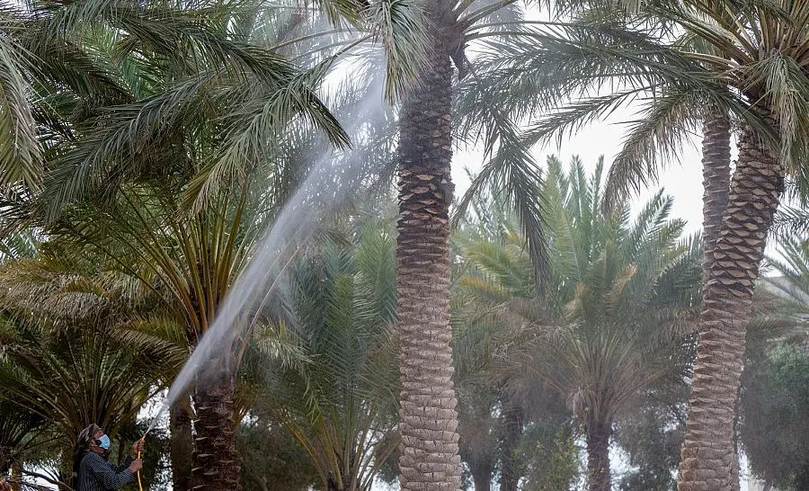 بعد انطلاق موسمه بالجوف.. ما هو "توبير" النخيل؟