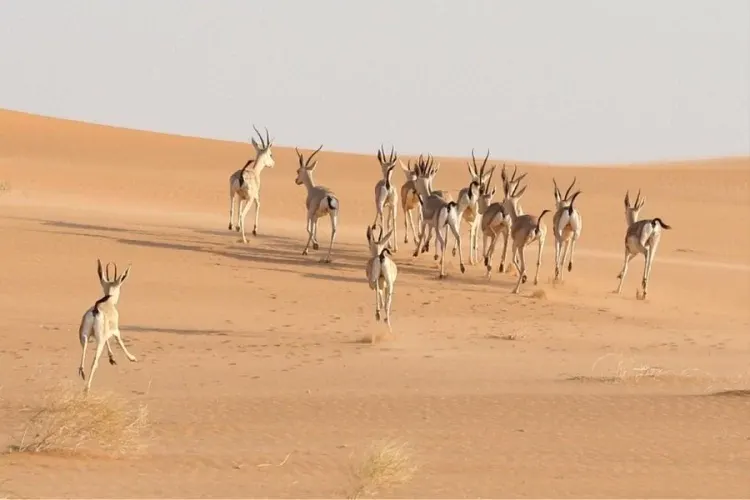 أرقام وإحصاءات عن المحميات الملكية السعودية