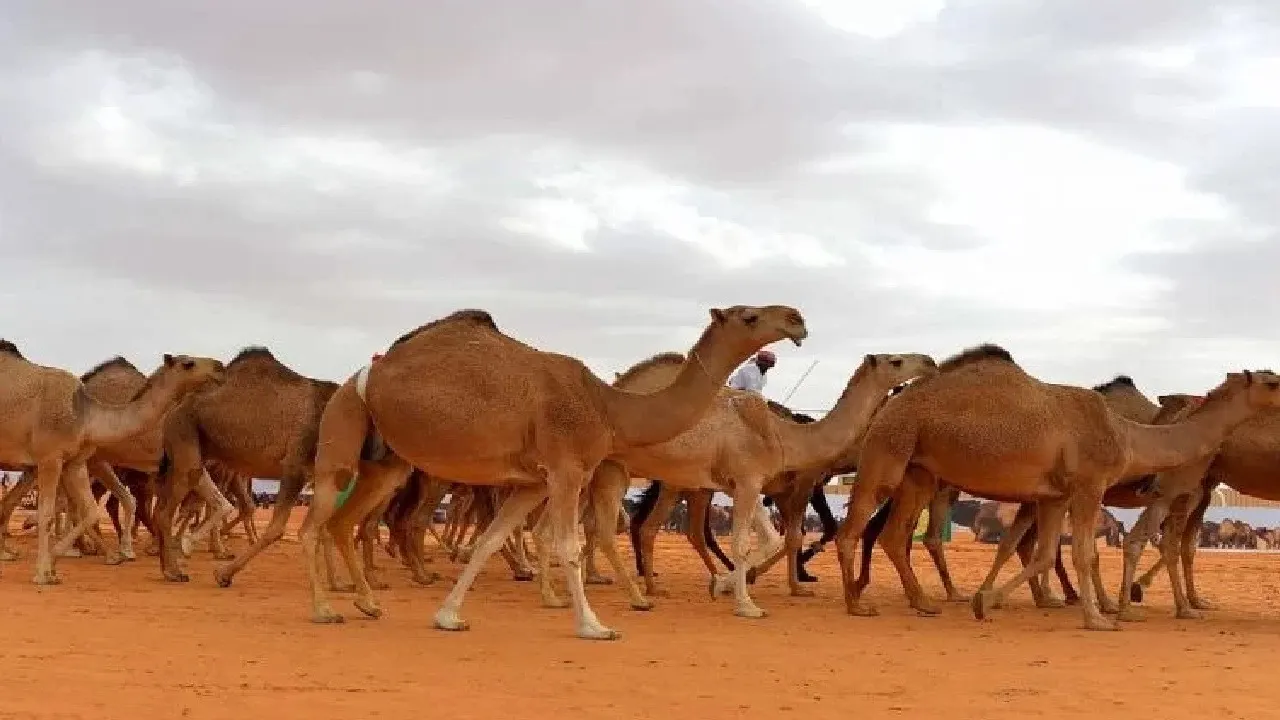 ما هي الإجراءات المتخدة بحق مواشي غير السعوديين بعد انتهاء مهلة عودتها؟