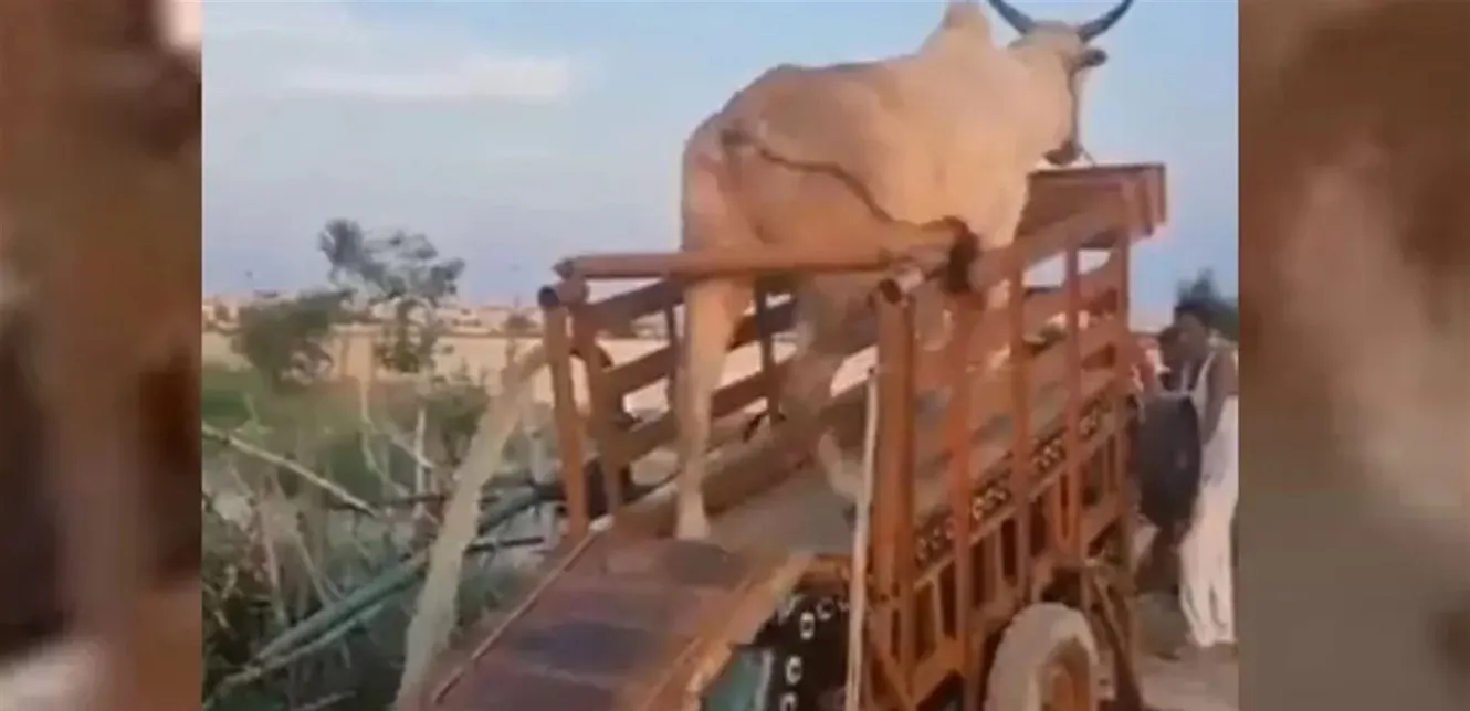توليد الكهرباء عبر الثيران.. في هذه الدولة