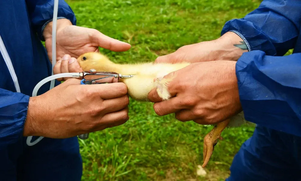 H5N9.. سلالة جديدة من إنفلونزا الطيور تثير المخاوف الأمريكية