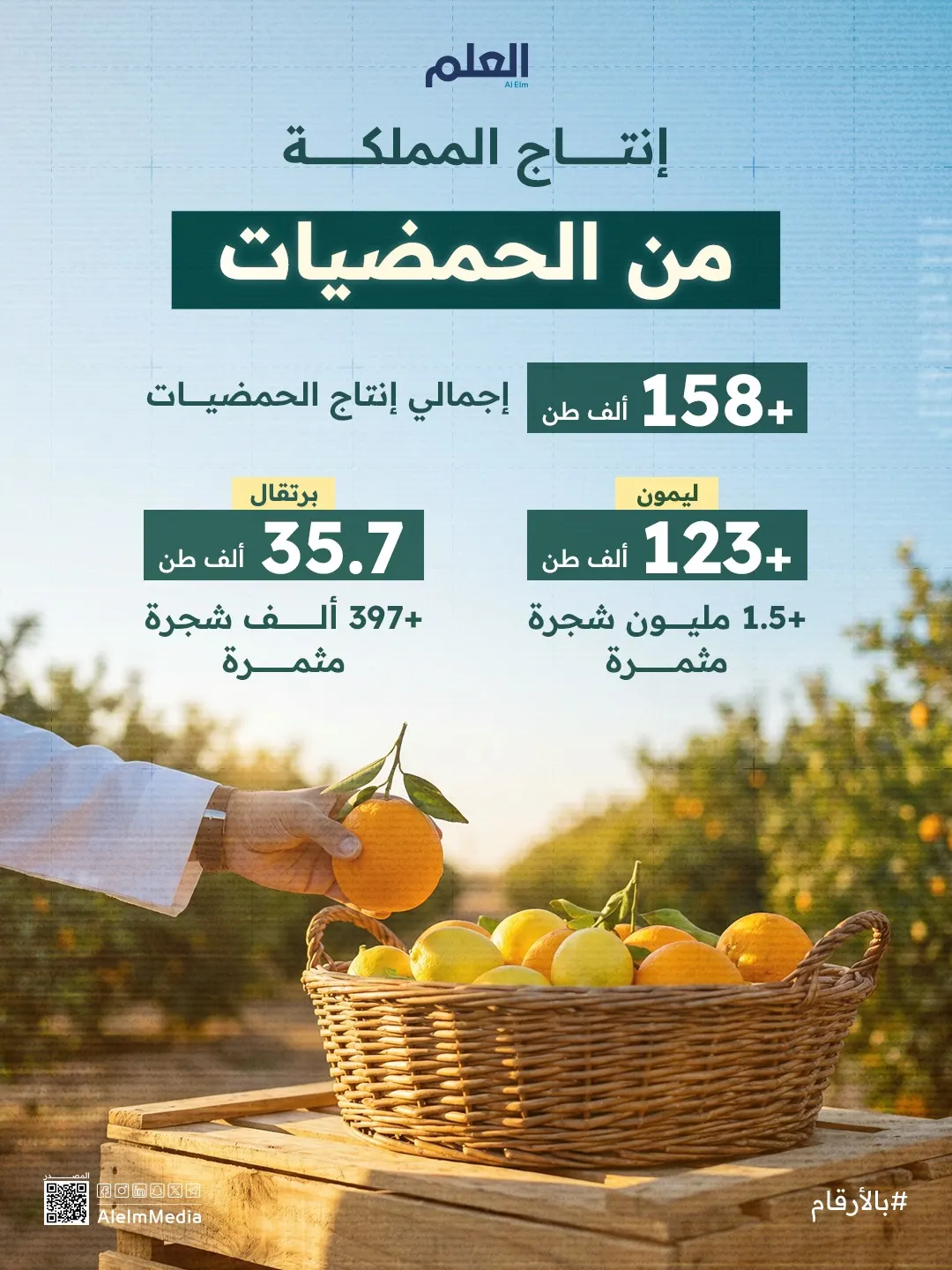 إنفوجرافيك| إنتاج المملكة من الحمضيات