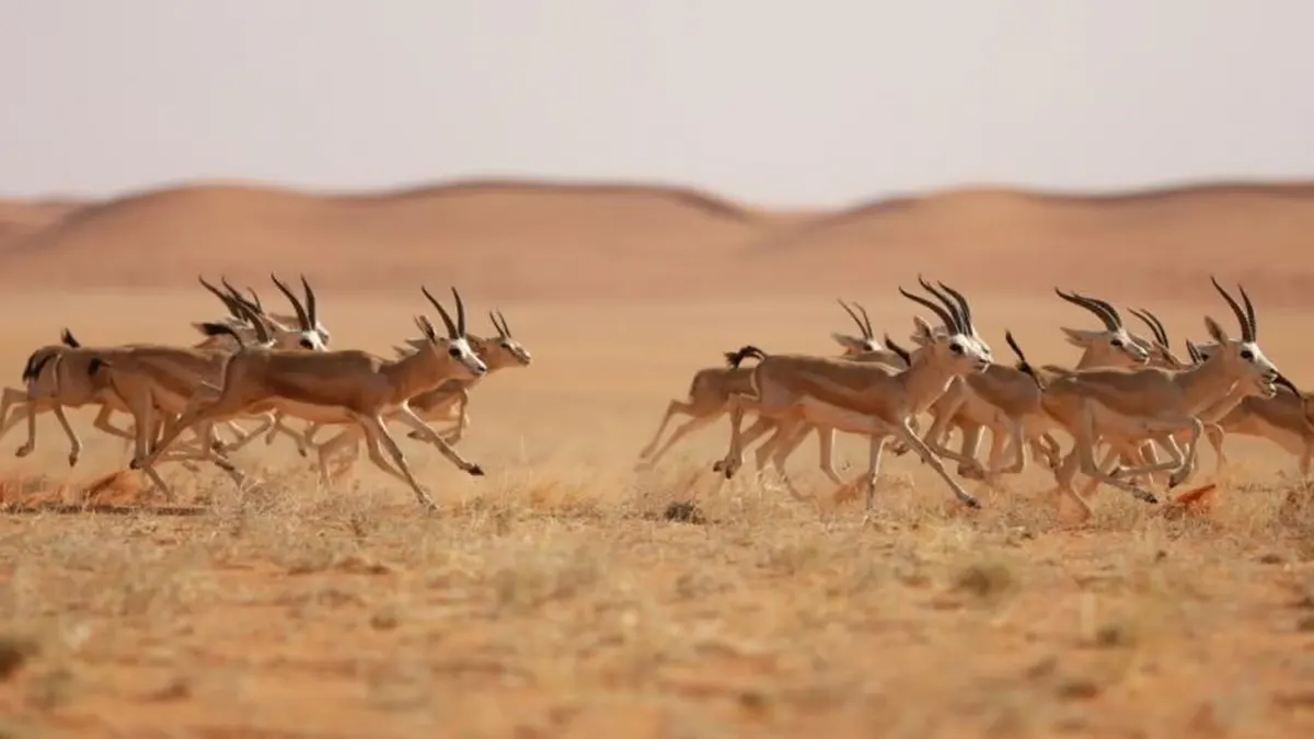 محمية الوعول.. طبيعة غنّاء وثروة فطرية