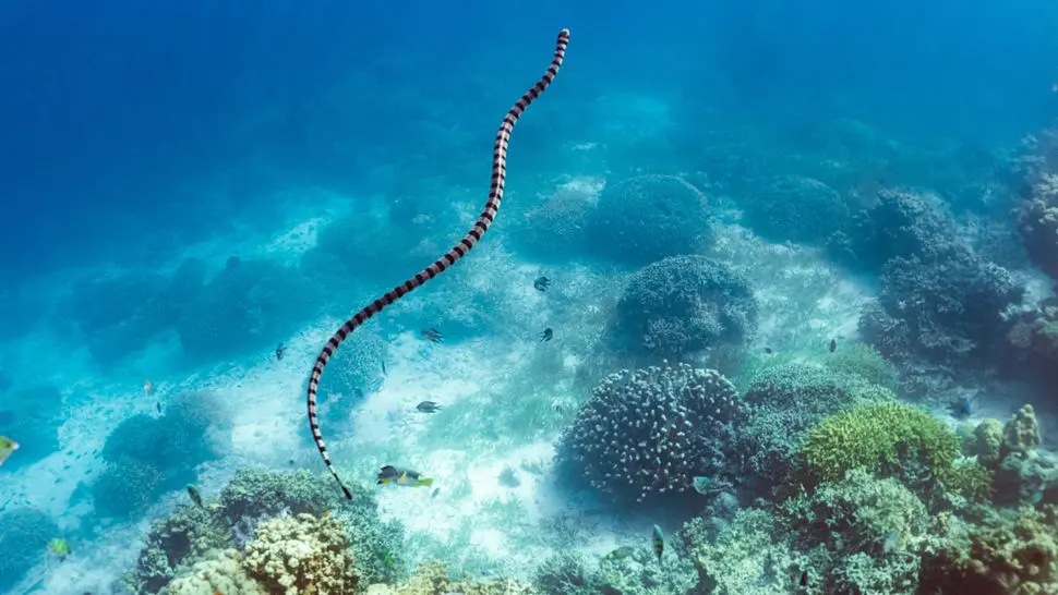 اجتاز هذا الثعبان البحري محيطًا قديمًا كان يقع فوق أجزاء من شمال إفريقيا منذ 100 مليون سنة.