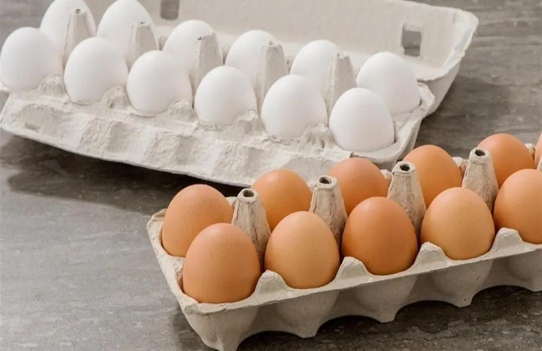يختلف اللون الخارجي للبيض فقط بسبب الفروقات في سلالات الدجاج المنتجة لهذه البيض، ويعتبر النوعان متشابهين من حيث القيم الغذائية والاستخدامات في الطهي