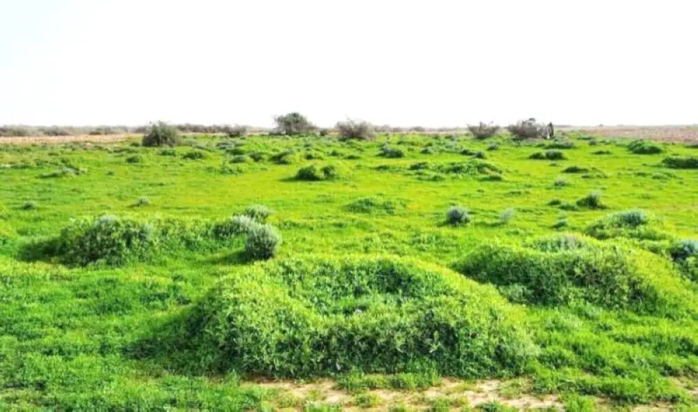 النباتات الغازية قادرة على التحرك بقوة إلى الموطن واحتكار الموارد مثل الضوء والمواد المغذية والمياه والمساحة على حساب الأنواع الأخرى.