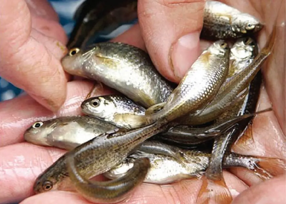 أظهرت النتائج انخفاضًا كبيرًا في الوفيات بين النساء اللاتي يتناولن الأسماك الصغيرة بانتظام