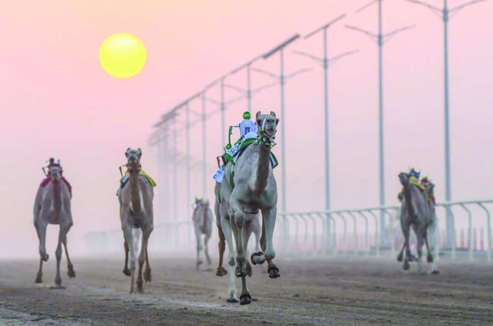  الاتحاد السعودي للهجن