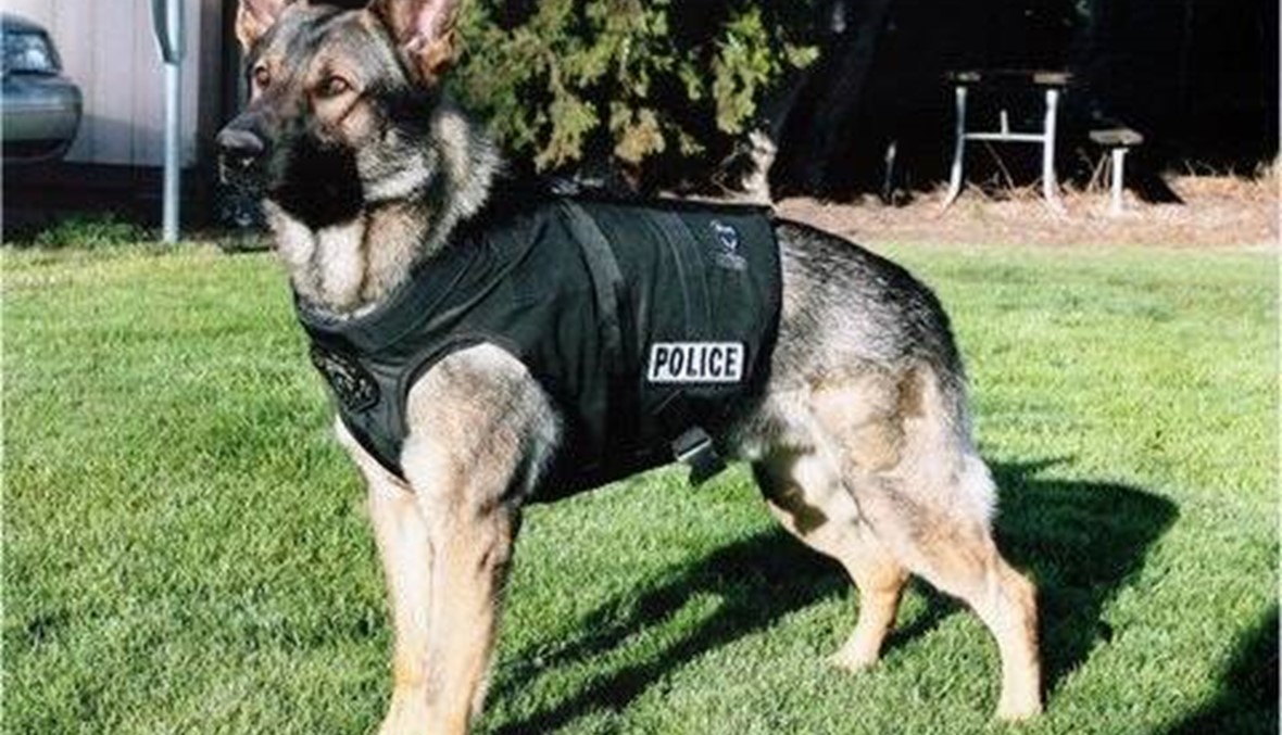 حظر الكلاب البوليسية الأمريكية