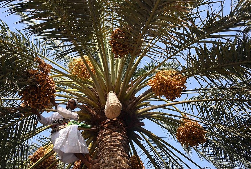 يوم النخيل العربي