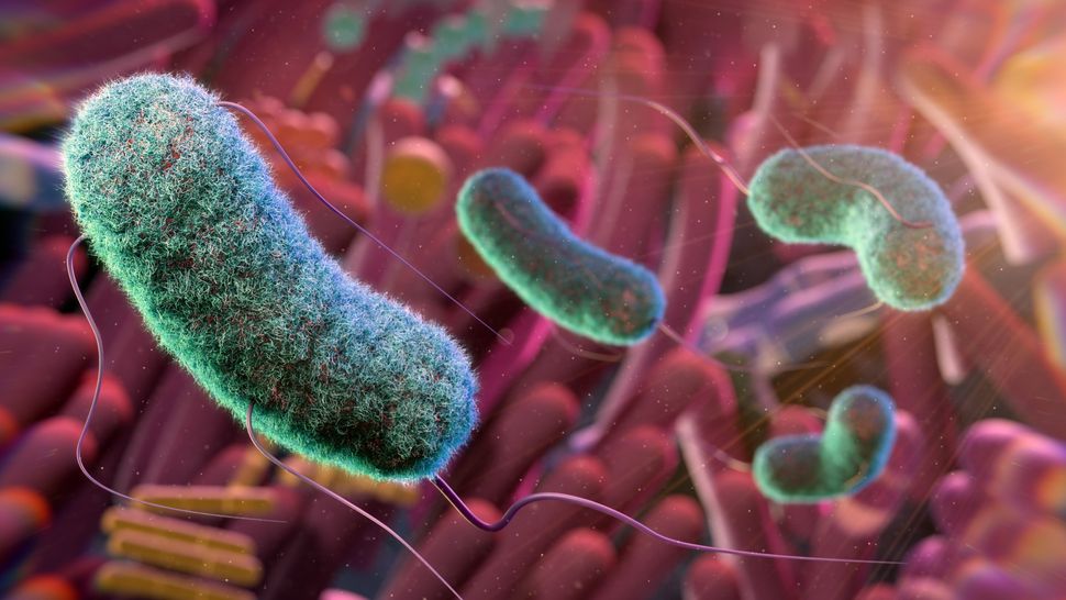 تفاعل البكتيريا الفردية