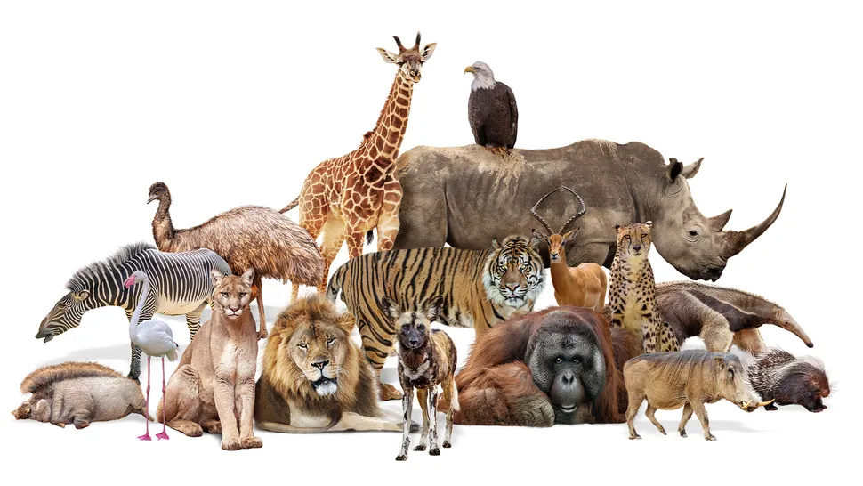 عدد الحيوانات التي تواجدت على كوكبنا؟