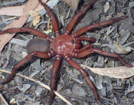 المخلوقات السامة عناكب العناكب أستراليا انفصال القارة قارة الكائنات الحشرات الثعابين لماذا ما سبب انتشار