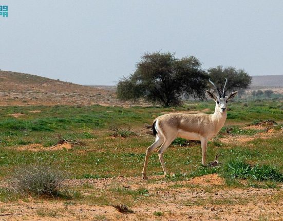 محمية الإمام تركي بن عبدالله الملكية