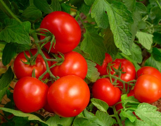 Tomatoes