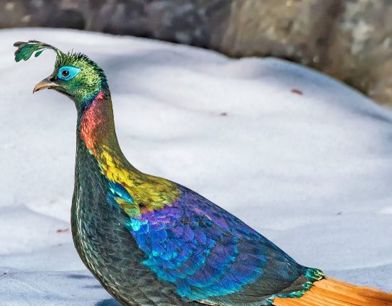 صور الطيور الملونة