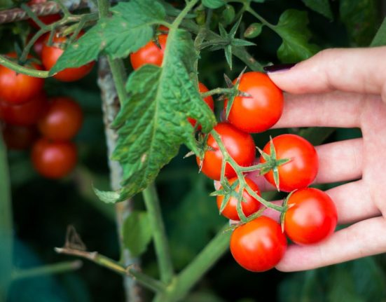 فوائد-الطماطم-للبروستاتا