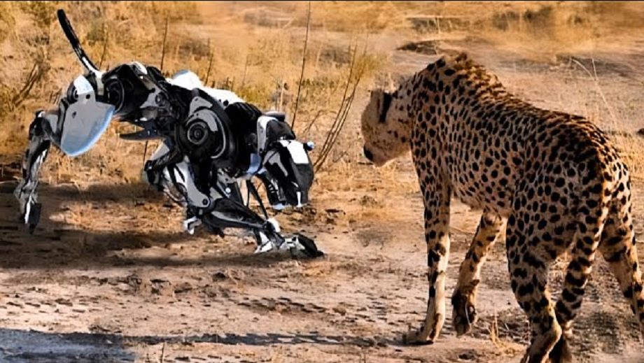 لا يوجد حتى الآن روبوتات قادرة منافسة الحيوانات في المهارات والتحمل والمرونة والسرعة