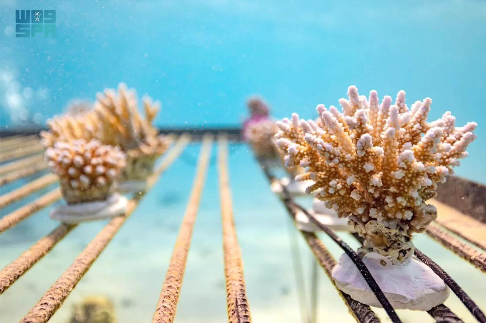 المملكة تُطلق أكبر مشروع لإحياء الشعاب المرجانية في العالم