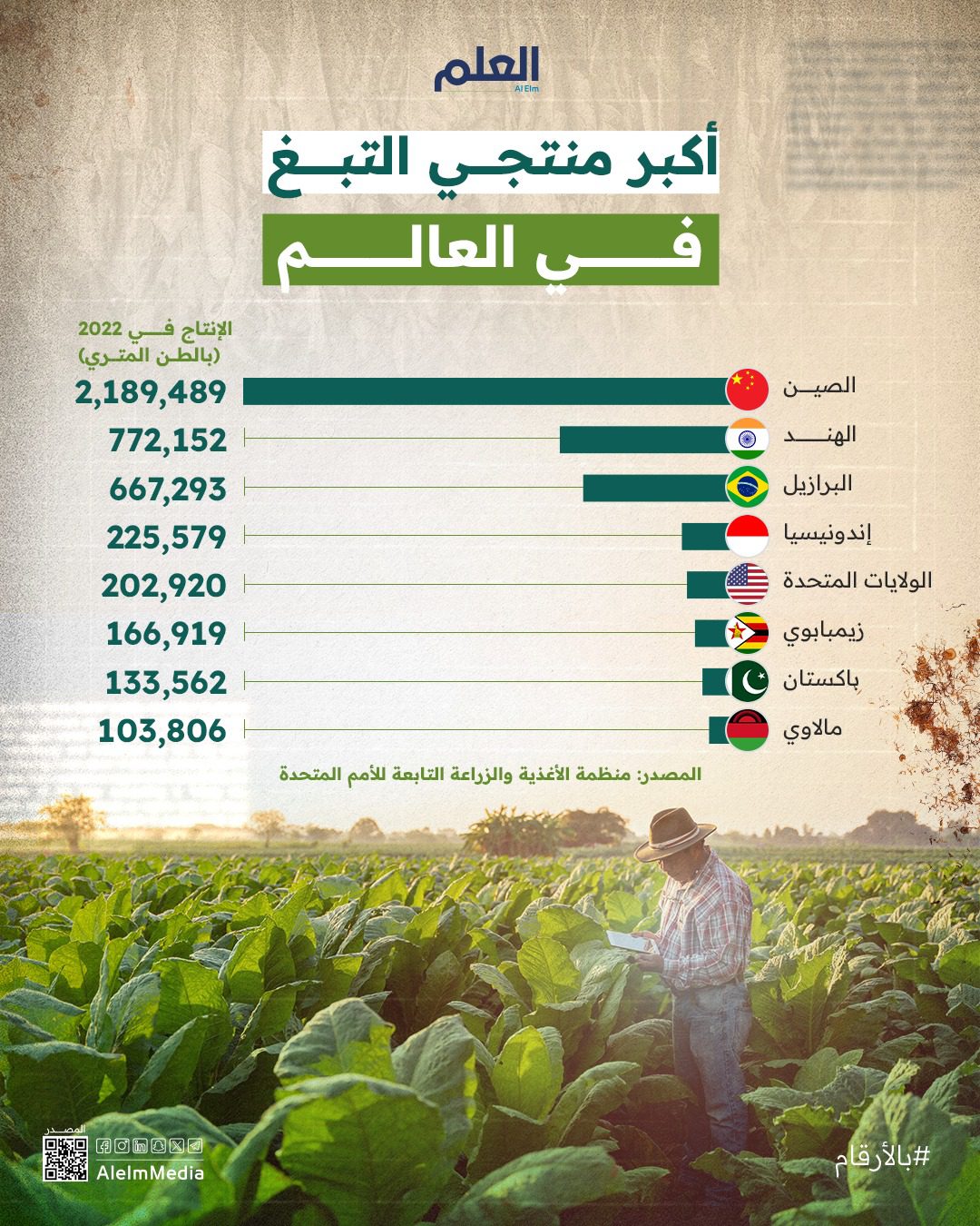 التبغ 