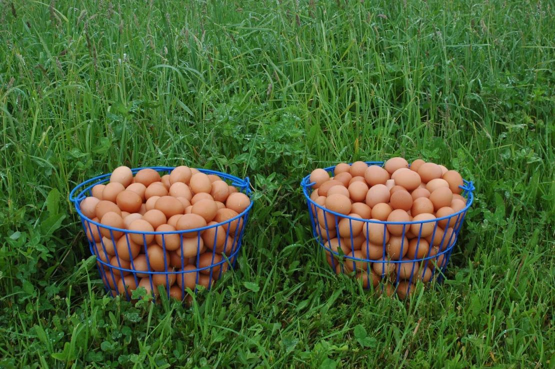 إنتاج البيض البني يكلف أكثر لأن الدجاج المنتج لهذا النوع من البيض يستهلك كميات أكبر من العلف