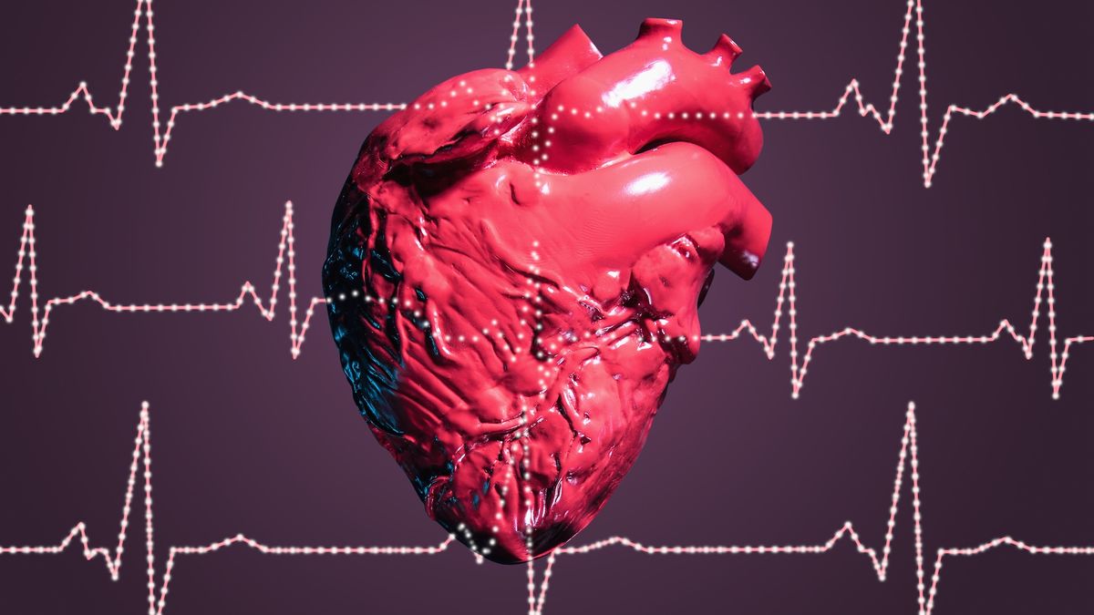 ضربات القلب.. المعدل الطبيعي في اليوم وعلى مدار العمر