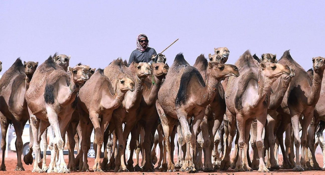 الحداء والمسحوب.. تراث سعودي أصيل مع قليل من الاختلافات