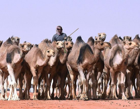 الحداء والمسحوب.. تراث سعودي أصيل مع قليل من الاختلافات